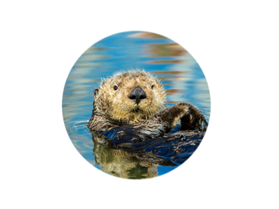 wildlife